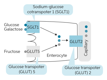 Carb Transporters