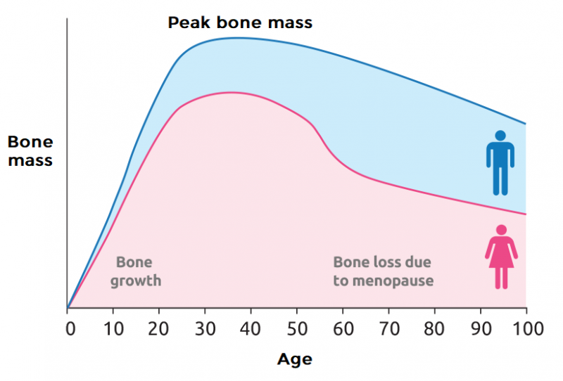 Peak Bone Mass