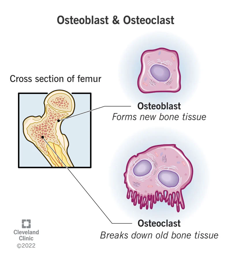 Osteoblast